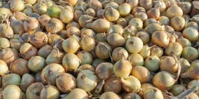 Venta de cebollas clasificadas 5-7, 5-8, 7+. Producto polaco,