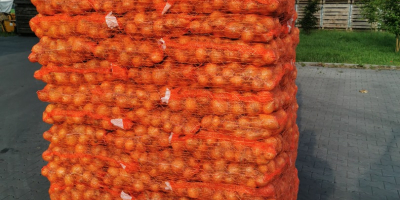 Venta de cebollas clasificadas 5-7, 5-8, 7+. Producto polaco,