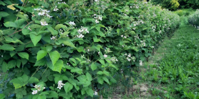 Vendo moras Chester - orgánicas - (sin tratamiento aplicado