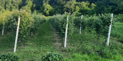 Vendo moras Chester - orgánicas - (sin tratamiento aplicado
