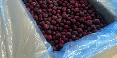 Vendo cerezas frescas congeladas cosecha 2025 muy buena calidad