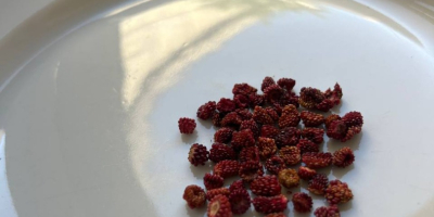 Fresas silvestres secas 100 gramos - 15e por favor
