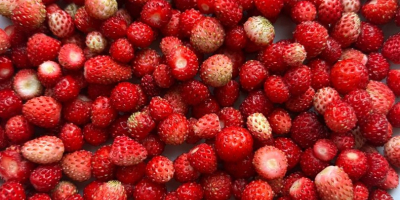 Fresas silvestres secas 100 gramos - 15e por favor