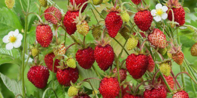 Fresas silvestres secas 100 gramos - 15e por favor