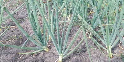 Vendo cebollino con cebolla, tel. [teléfono]