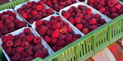 Venta de frambuesas • Variedad: Przehyba, Glen • Envase: