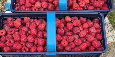 Venta de frambuesas • Variedad: Przehyba, Glen • Envase: