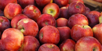 Buscamos un proveedor de manzanas para exportación. Nos interesan