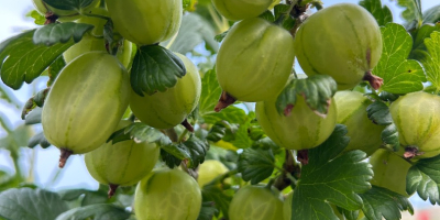 ⸻ Grosellas White Triumf: ¡cosecha fresca! Ofrecemos grosellas de