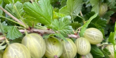⸻ Grosellas White Triumf: ¡cosecha fresca! Ofrecemos grosellas de