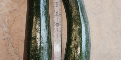 Vendo calabacín Rhodos Zefiros Cora. Para mercado o industria,