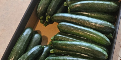 Vendo calabacín Rhodos Zefiros Cora. Para mercado o industria,