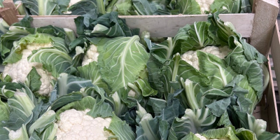 Estableceré cooperación con compradores de Rumania y Hungría. Coliflores