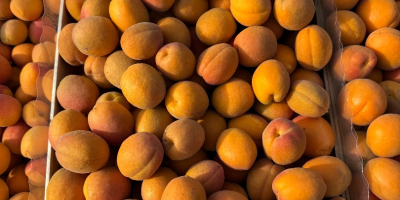 SRL Ciumașu Fruits Trade vende albaricoques de la variedad