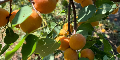 SRL Ciumașu Fruits Trade vende albaricoques de la variedad