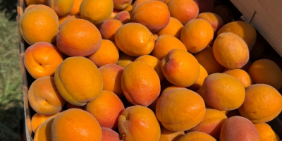 SRL Ciumașu Fruits Trade vende albaricoques de la variedad