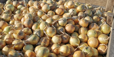 Vendo cebollas polacas en bolsa, amarillas y rojas. Cebollas