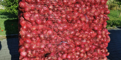 Vendo cebollas polacas en bolsa, amarillas y rojas. Cebollas