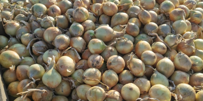 Vendo cebollas polacas en bolsa, amarillas y rojas. Cebollas