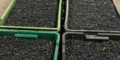 Venderé bayas frescas polacas en toneladas. Más información en