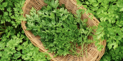 Perejil verde fresco, producción rumana