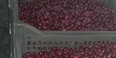 Hay cerezas orgánicas frescas y jugosas Precio con entrega