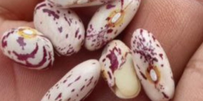 Hay cerezas frescas ecológicas jugosas Precio con entrega Disponibles