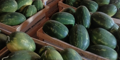FIA GOGOT FUIT GREEK OFRECE SANDÍA VERDE, UN PRODUCTO