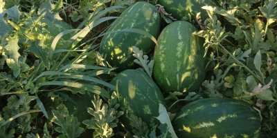 FIA GOGOT FUIT GREEK OFRECE SANDÍA VERDE, UN PRODUCTO