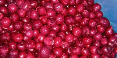 Patatas nuevas polacas: Riviera, calibre 5,5+, 15 kg netos