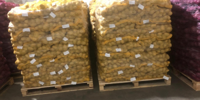 Patatas jóvenes polacas: Riviera, calibre 5.5+, palés de 15