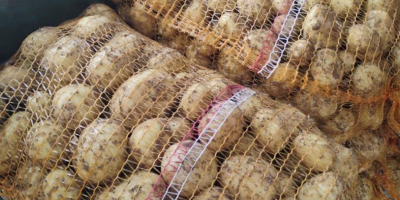 Patatas jóvenes polacas: Riviera, calibre 5.5+, palés de 15