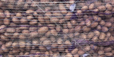 Patatas jóvenes polacas: Riviera, calibre 5.5+, palés de 15