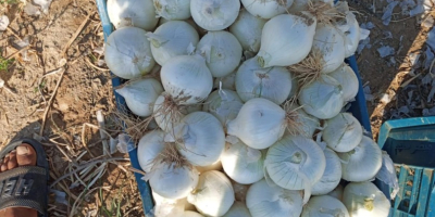 Cebolla amarilla, roja o blanca