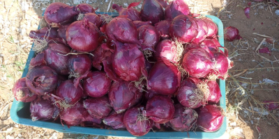 Cebolla amarilla, roja o blanca