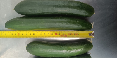 Vendo pepinos para el mercado. 10-14 cm. Pepino liso