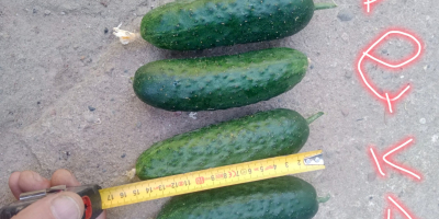 Vendo pepinos para el mercado. 10-14 cm. Pepino liso