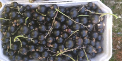 Venderé grosellas negras recogidas a mano.