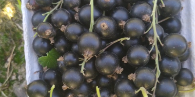 Venderé grosellas negras recogidas a mano.