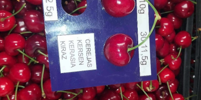 Tipos: -Kordia -Germainika -Regina