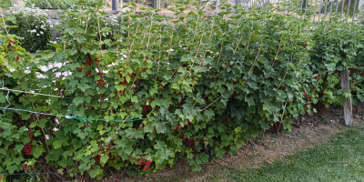 Vendo grosella rojas recién cogidas. Plantas sin insecticidas.