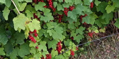 Vendo grosella rojas recién cogidas. Plantas sin insecticidas.