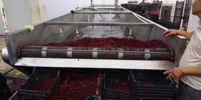 Ofrecemos cerezas congeladas con hueso de alta calidad, producidas