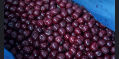 Ofrecemos cerezas congeladas con hueso de alta calidad, producidas
