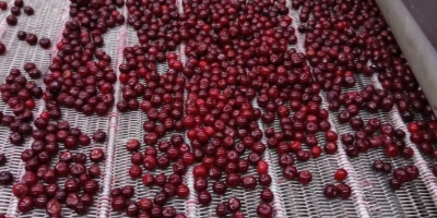 Ofrecemos cerezas congeladas con hueso de alta calidad, producidas