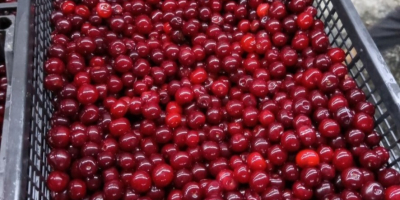 Ofrecemos cerezas congeladas con hueso de alta calidad, producidas
