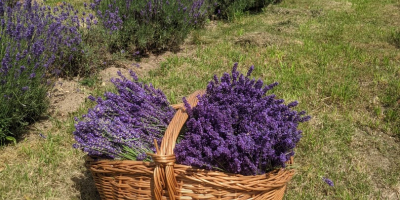 Lavanda cortada de cultivo natural, tanto de hoja estrecha