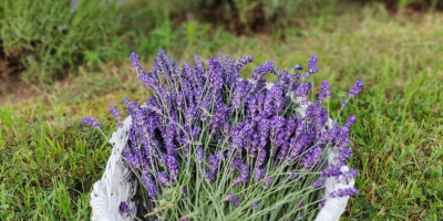 Lavanda cortada de cultivo natural, tanto de hoja estrecha