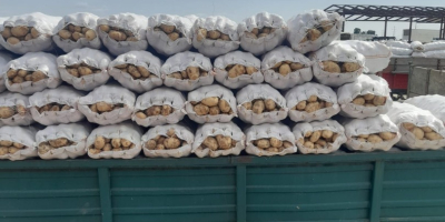 La cooperativa agrícola vende papas blancas nuevas rumanas de