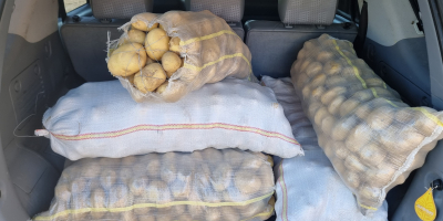 La cooperativa agrícola vende papas blancas nuevas rumanas de